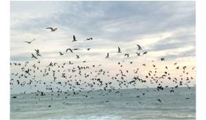 photo envol oiseaux 3